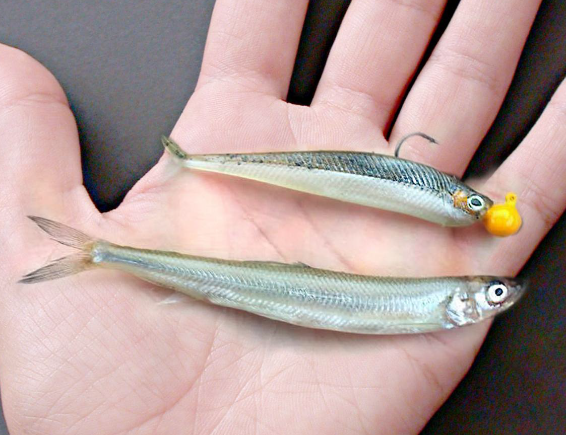 Swimmy Fish Excellent Hyper Realistic Minnow Lure – Target Baits Leurres